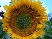 Sonnenblume 2004